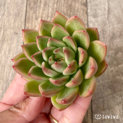 ＊新入荷＊　マルグウンアイ