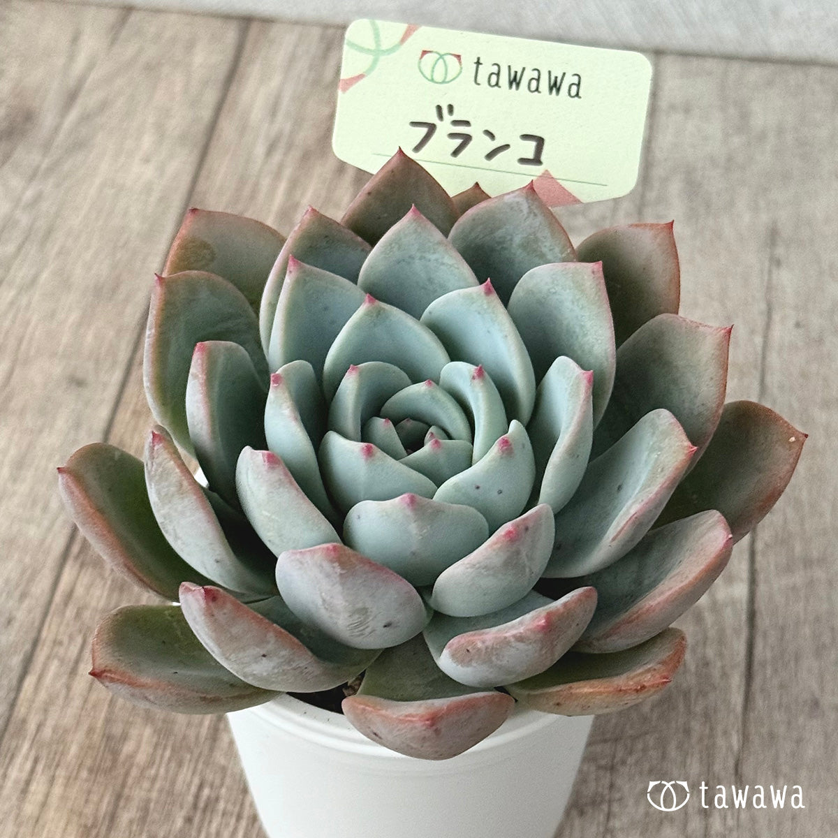 Blanco (Air Magic Farm) [Tawawa House Seedling]