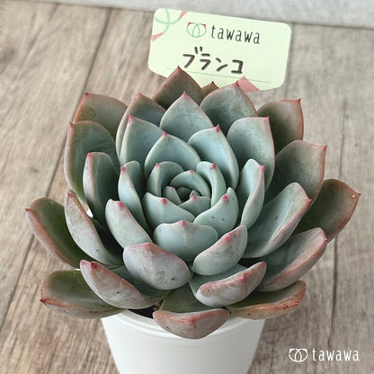 ＊新発売＊　ブランコ（エアーマジック農園）【tawawaハウス苗】