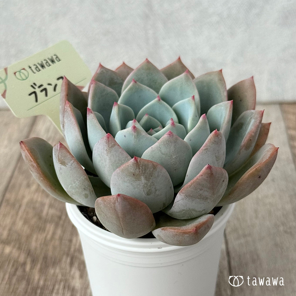 Blanco (Air Magic Farm) [Tawawa House Seedling]