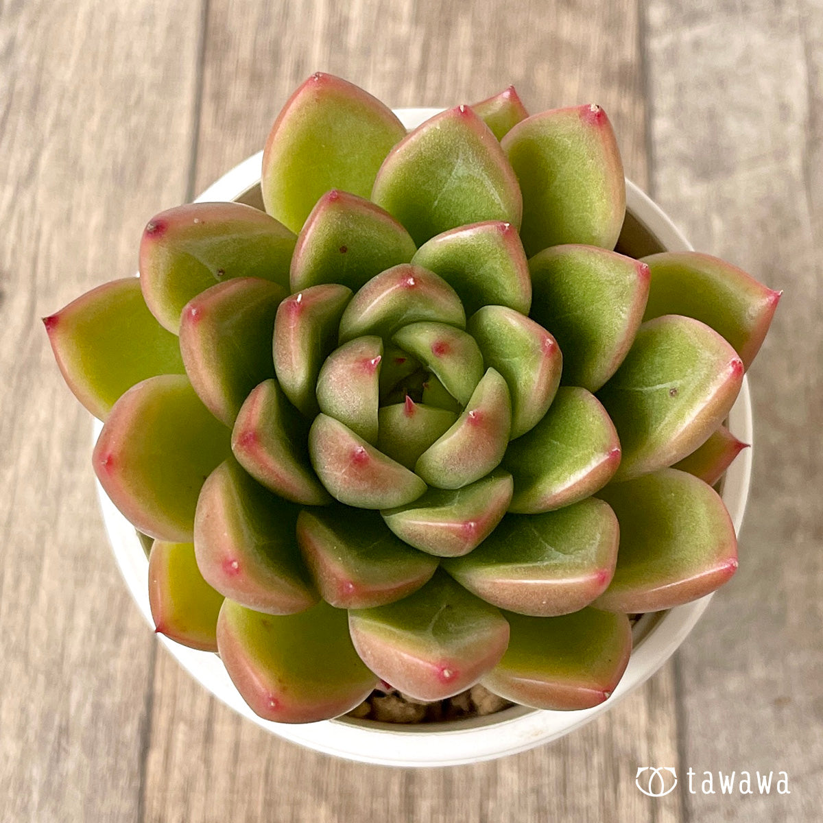 ＊新入荷＊　マルグウンアイ