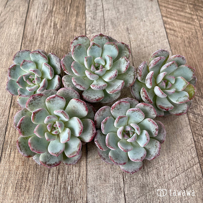 ＊新入荷＊　ホワイトムスク