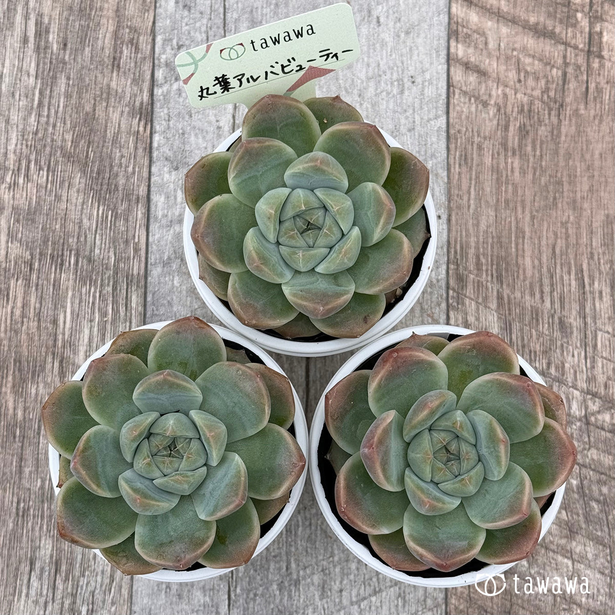 多肉植物 韓国苗 Echeveria0120-MDH-295MIX 名無し 30個 岡山在庫  2/3発送(サボテン)｜売買されたオークション情報、yahooの商品情報をアーカイブ公開 - オークファン サボテン