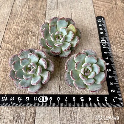 ＊新入荷＊　ホワイトムスク