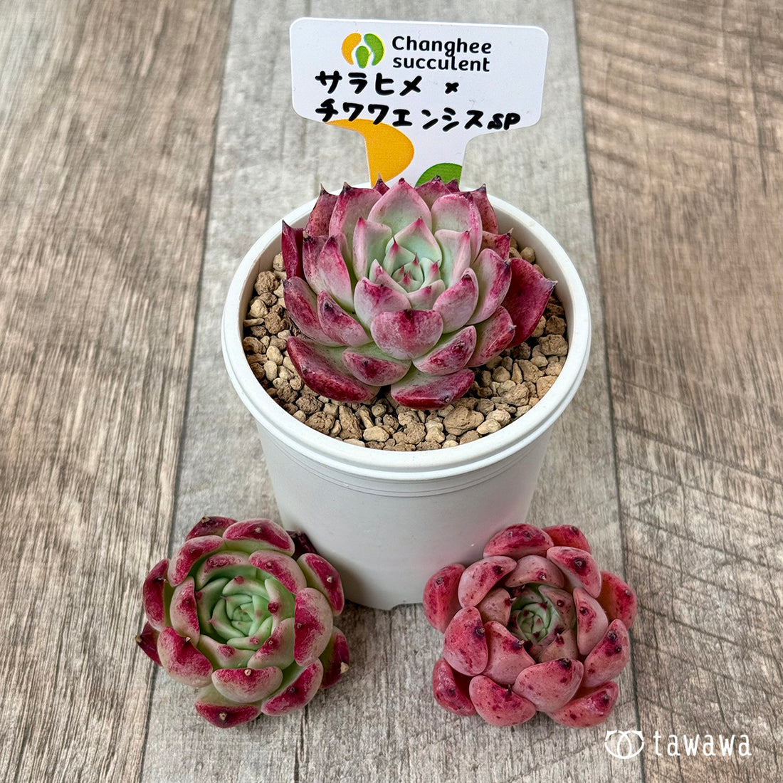 New Arrivals: Ice Green