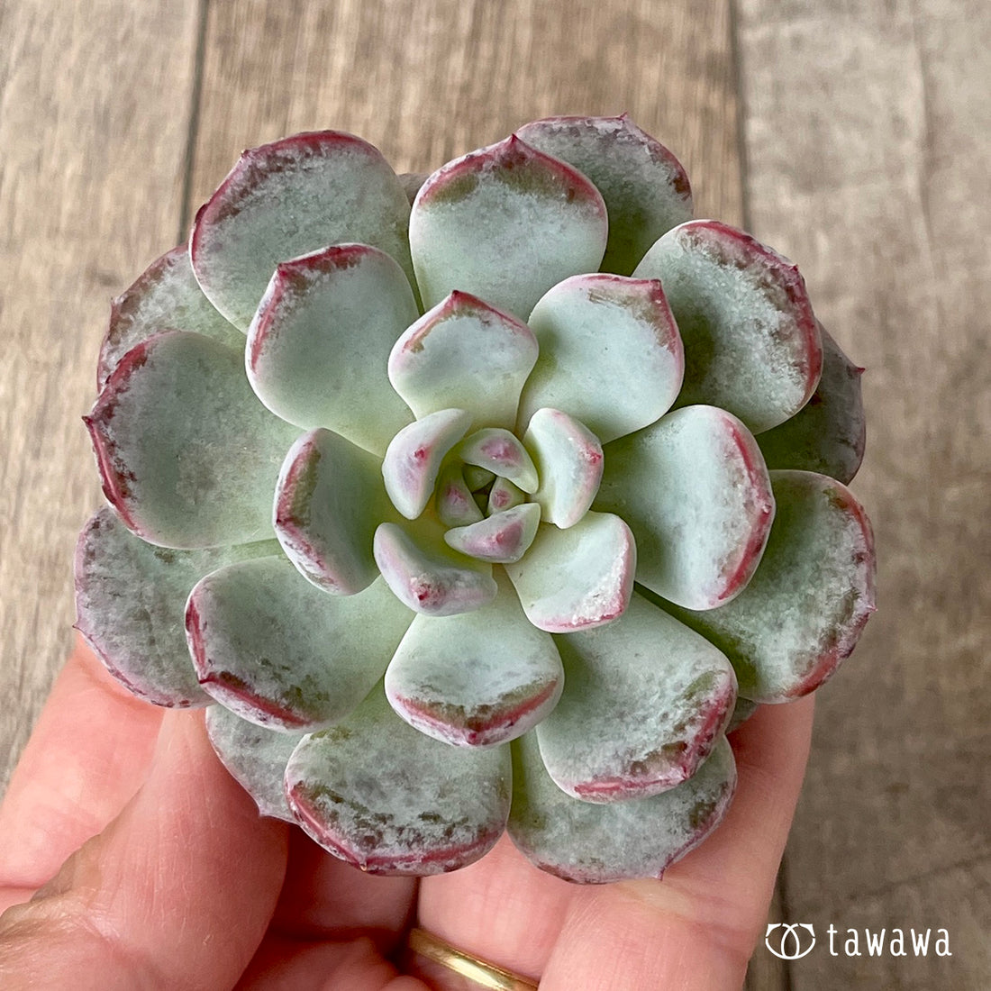 ＊新入荷＊　ホワイトムスク