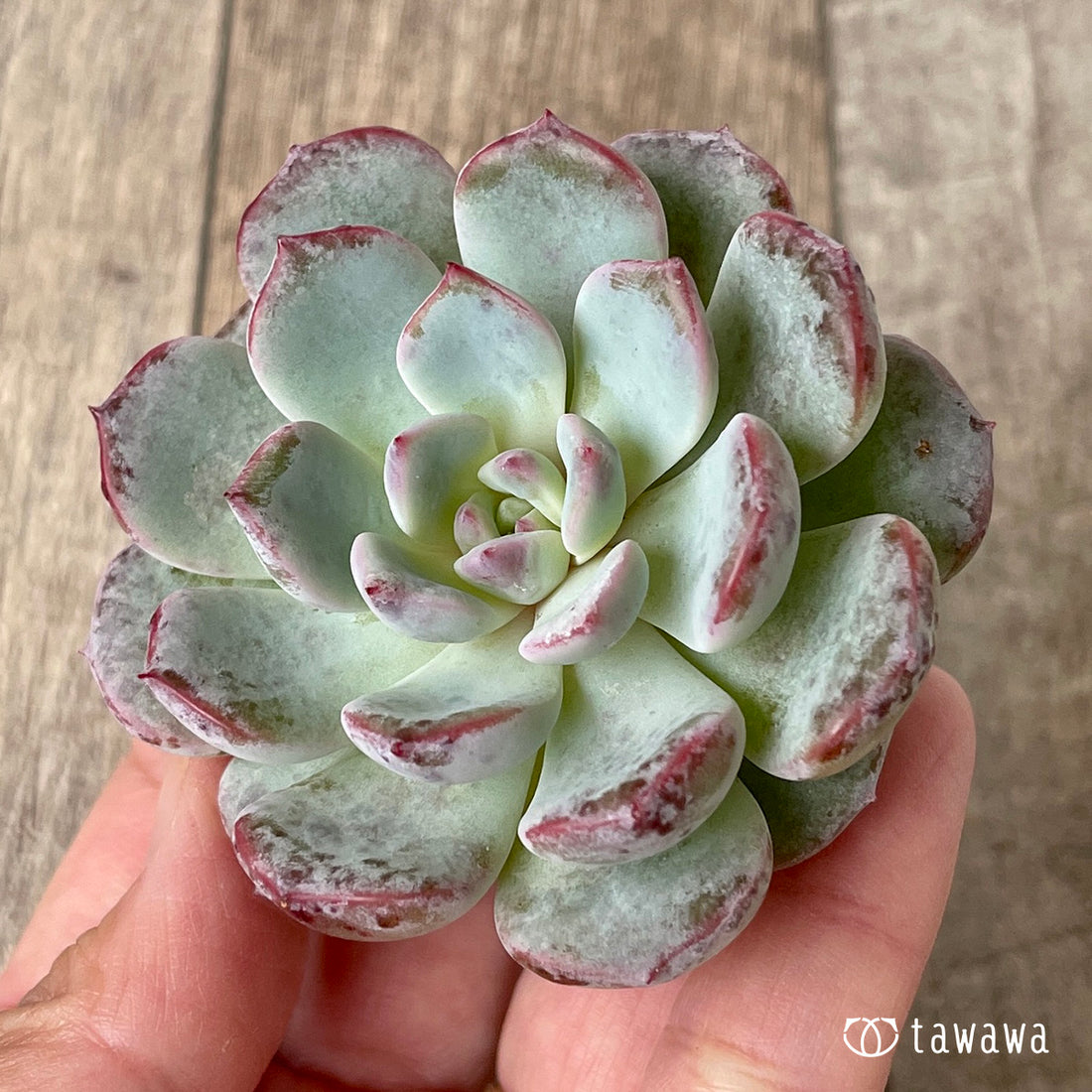 ＊新入荷＊　ホワイトムスク