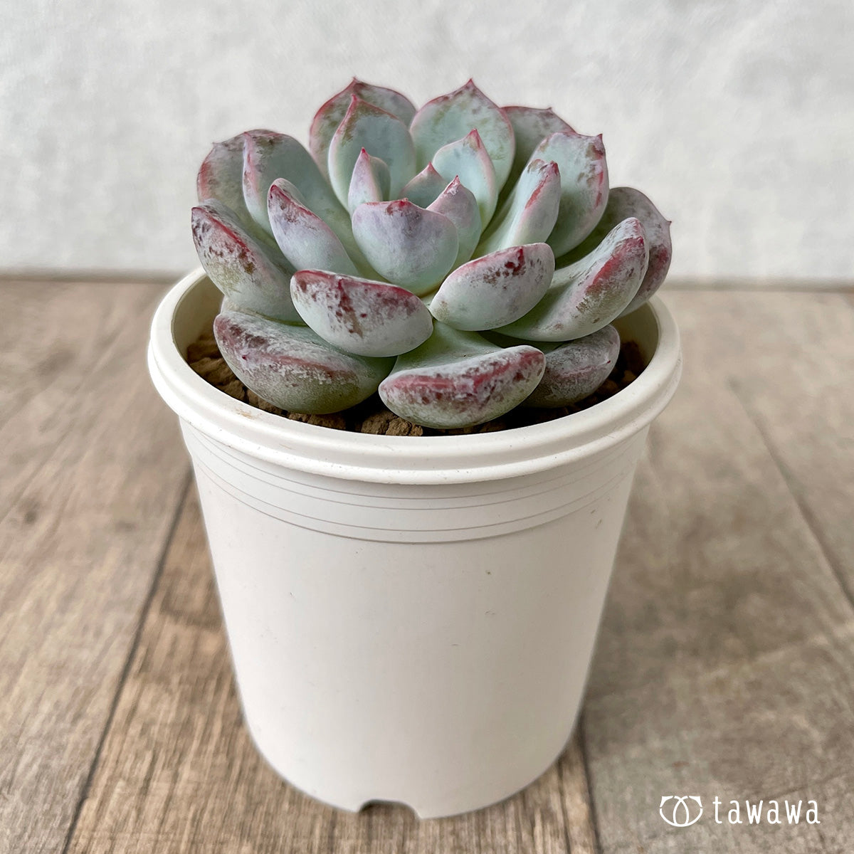 ＊新入荷＊　ホワイトムスク