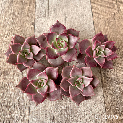 ＊新入荷＊　ピンキーローラ【単頭】