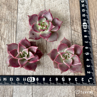 ＊新入荷＊　ピンキーローラ【単頭】