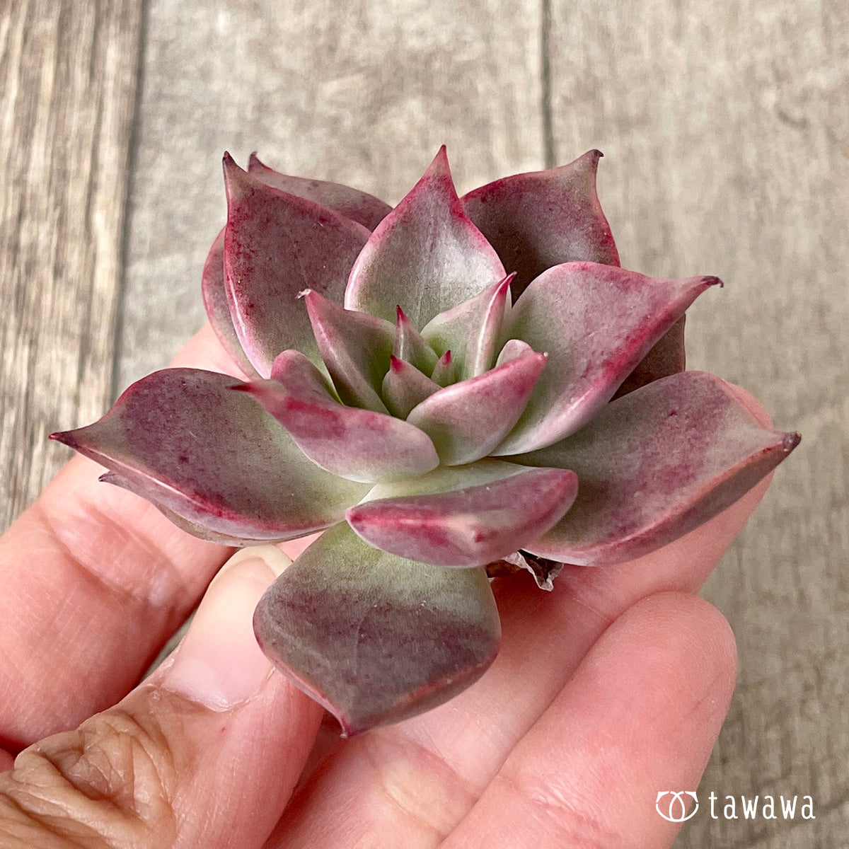 ＊新入荷＊　ピンキーローラ【単頭】