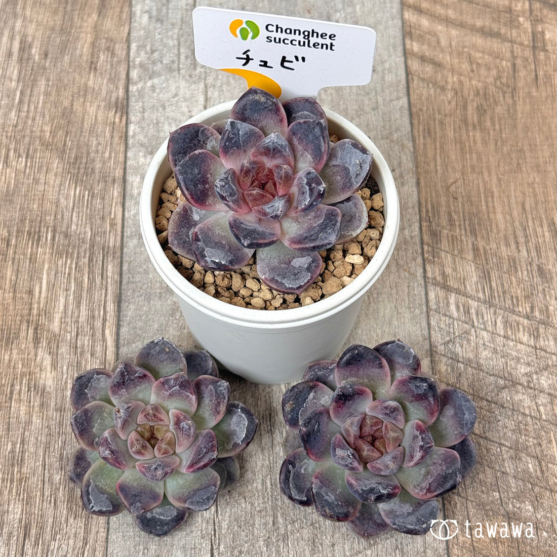 チュビ【単頭苗】 (チャンヒー農園苗)