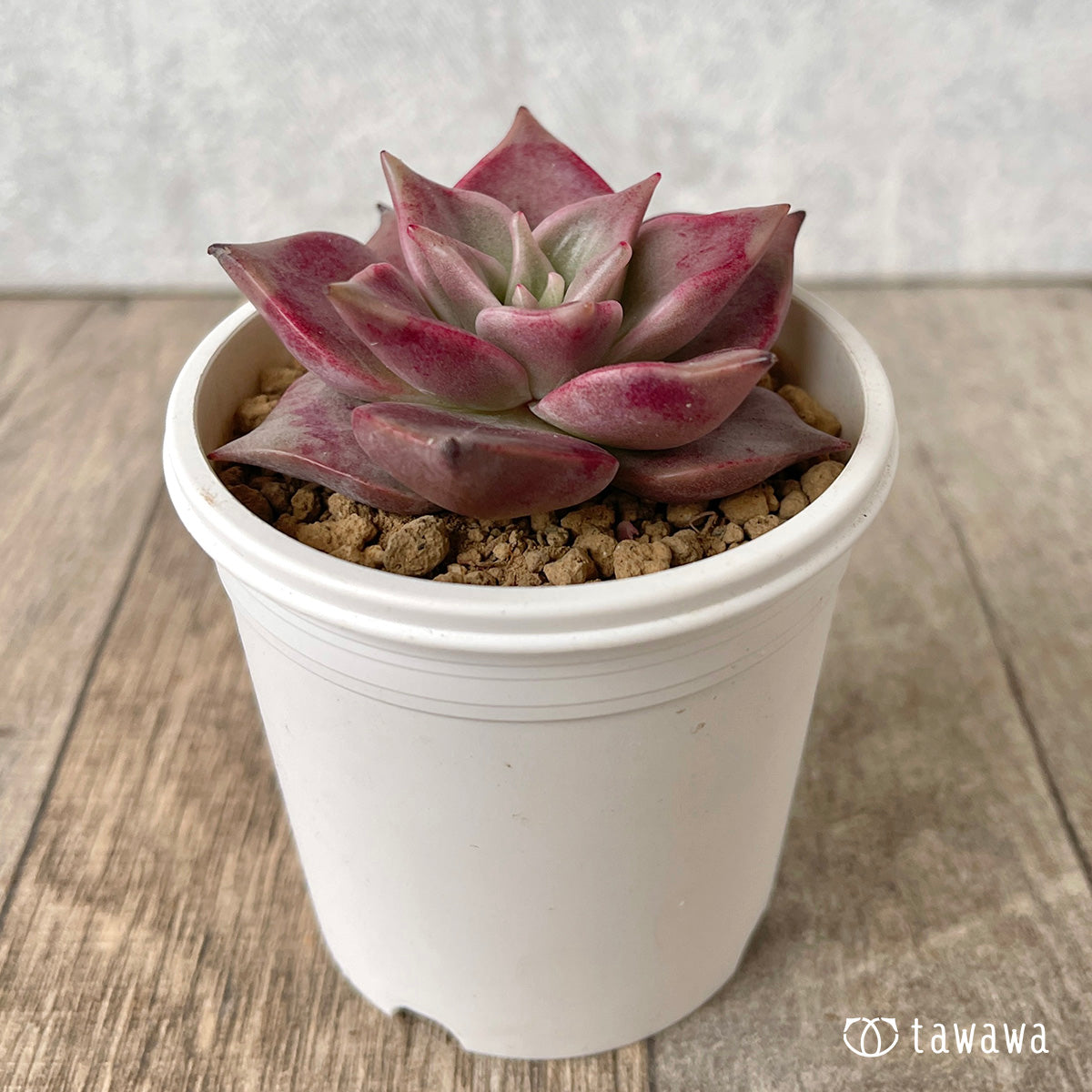 ＊新入荷＊　ピンキーローラ【単頭】