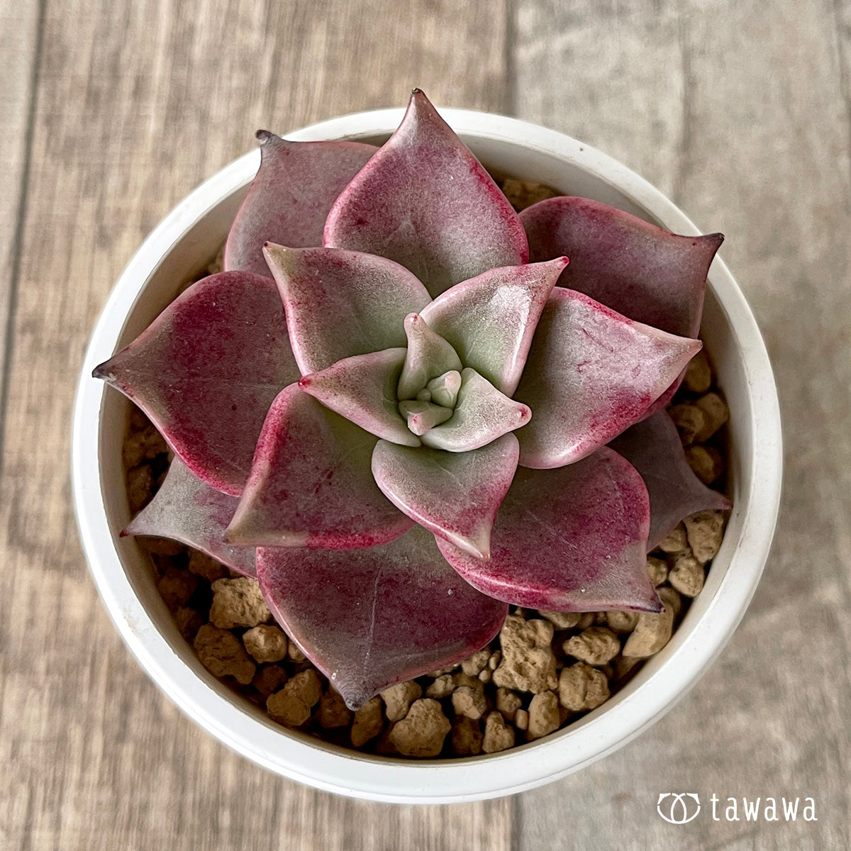 ＊新入荷＊　ピンキーローラ【単頭】