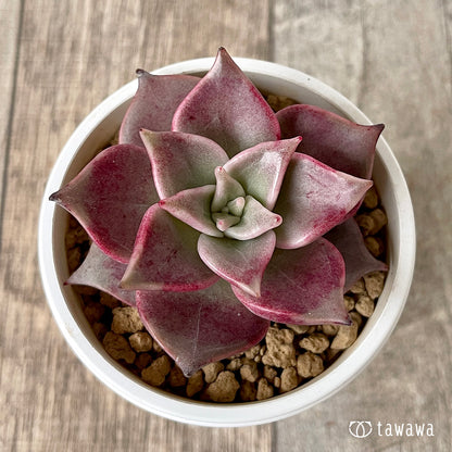 ＊新入荷＊　ピンキーローラ【単頭】