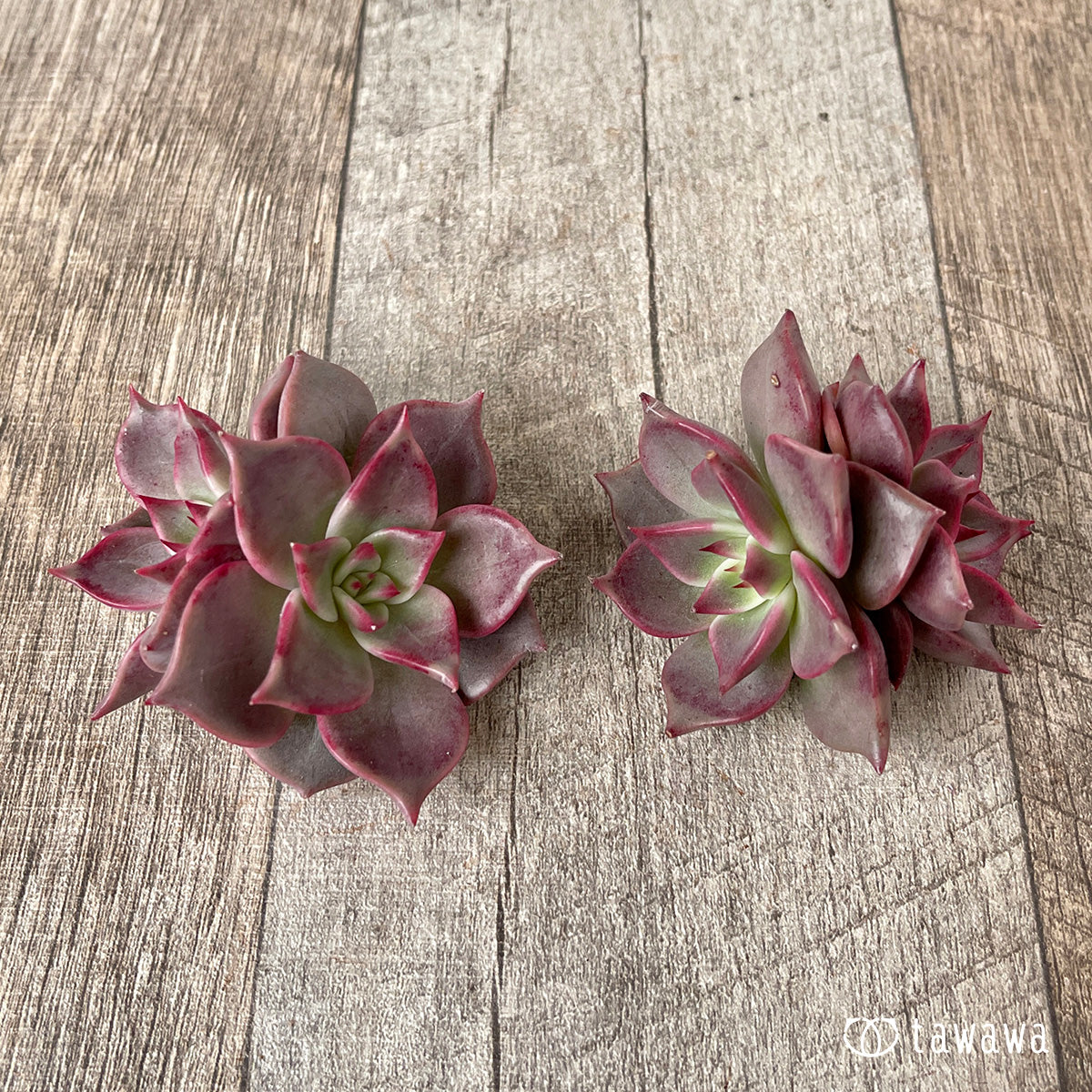 ＊新入荷＊　ピンキーローラ【双頭】