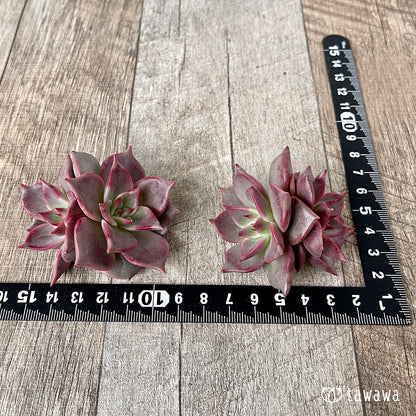 ＊新入荷＊　ピンキーローラ【双頭】