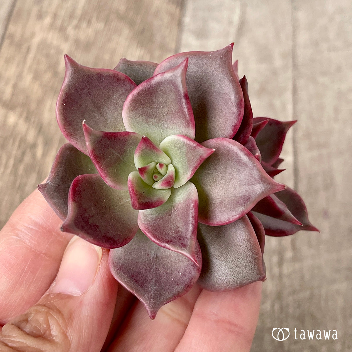 ＊新入荷＊　ピンキーローラ【双頭】