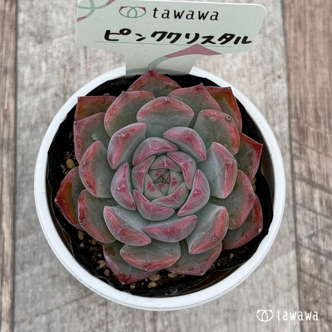 ピンククリスタル 【tawawaハウス苗】