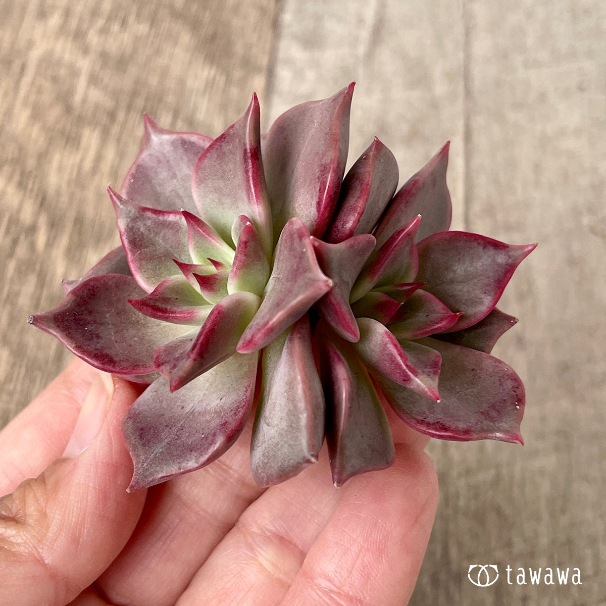 ＊新入荷＊　ピンキーローラ【双頭】