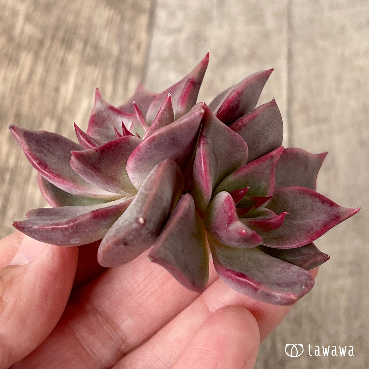 ＊新入荷＊　ピンキーローラ【双頭】