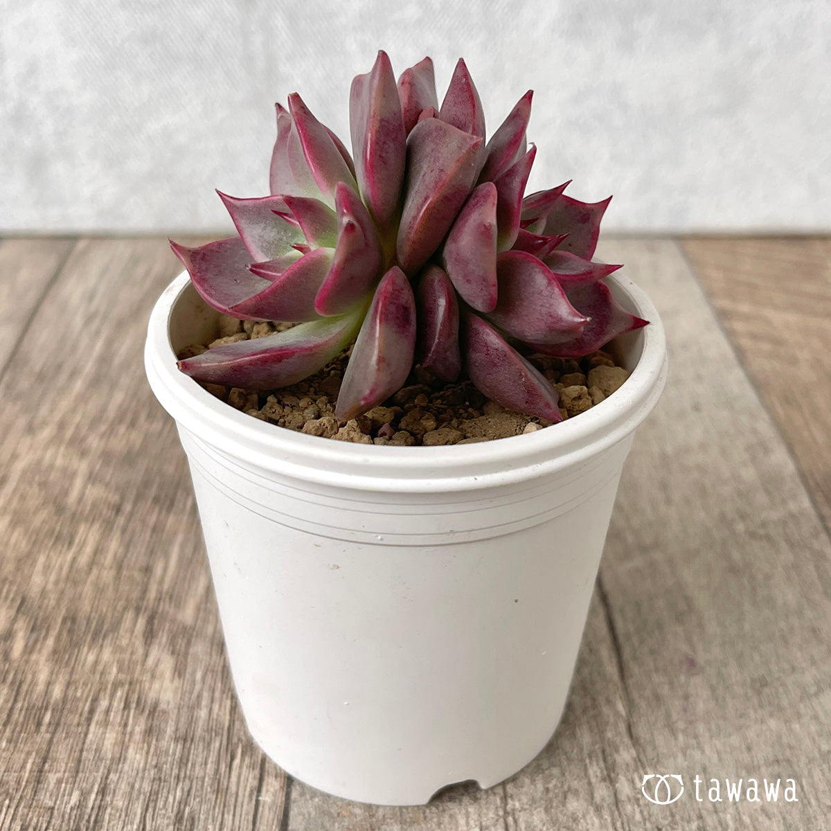 ＊新入荷＊　ピンキーローラ【双頭】