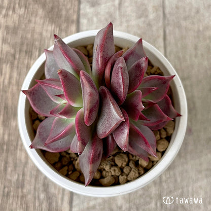 ＊新入荷＊　ピンキーローラ【双頭】