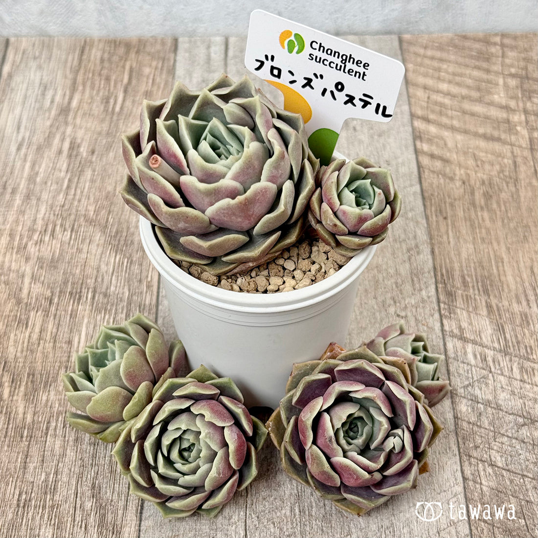 New Arrivals: Ice Green