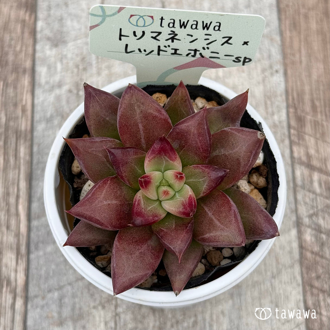 トリマネンシス×レッドエボニーsp 【tawawaハウス苗】