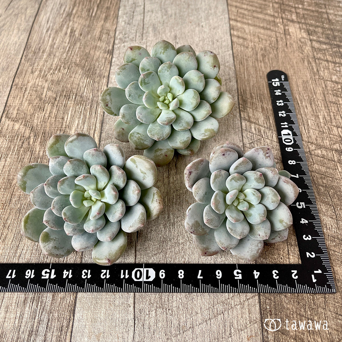 ＊新入荷＊　クリームバブル