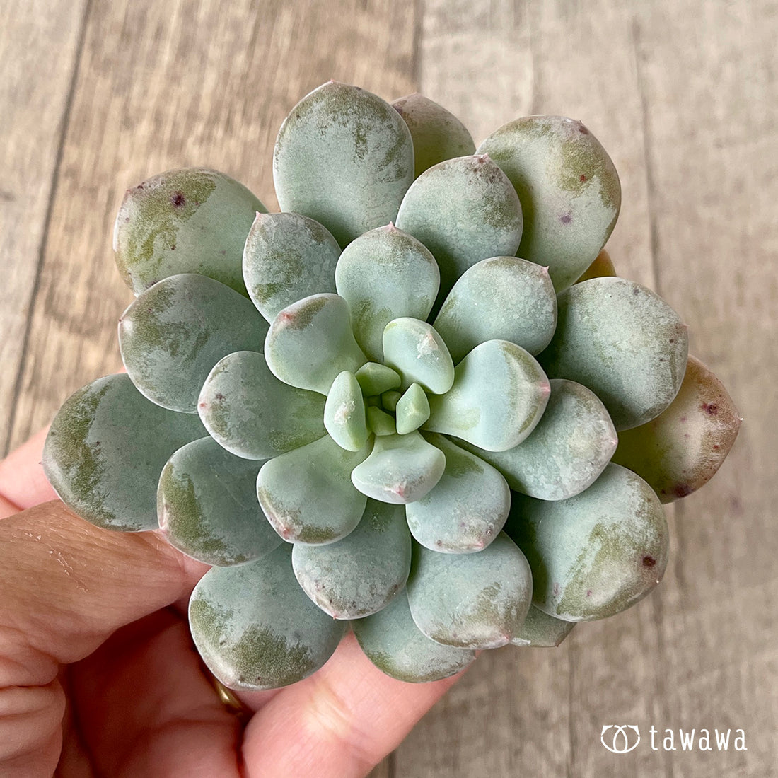 ＊新入荷＊　クリームバブル