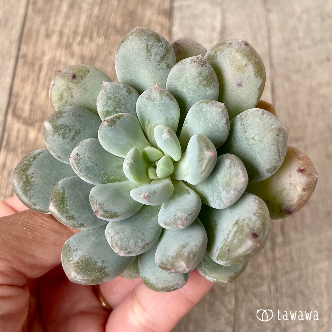 ＊新入荷＊　クリームバブル