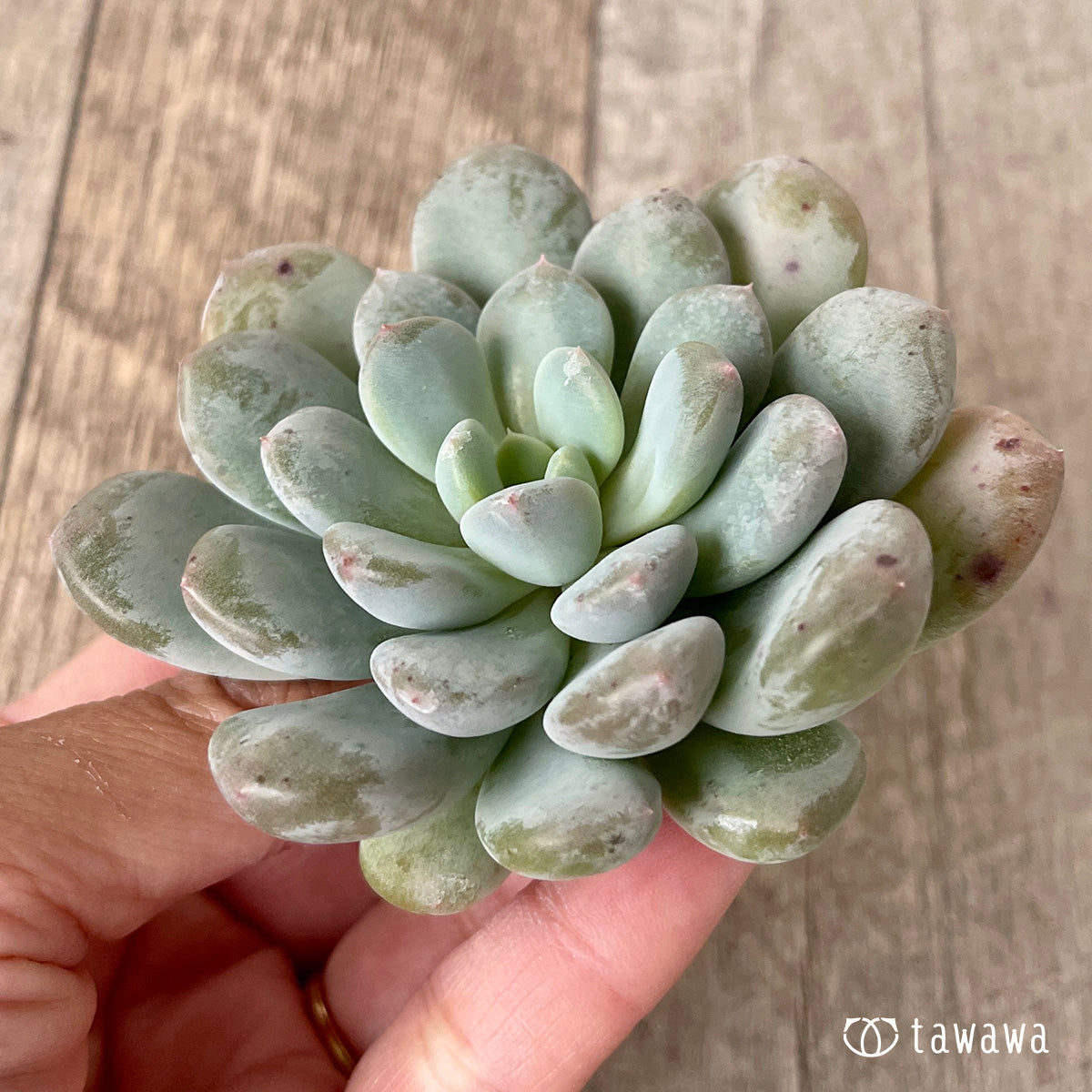 ＊新入荷＊　クリームバブル