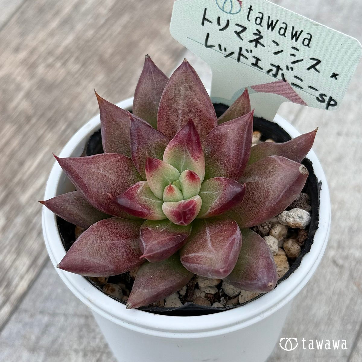 Echeveria &