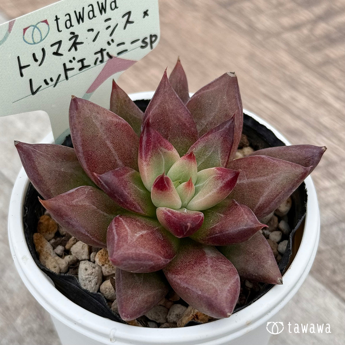 トリマネンシス×レッドエボニーsp 【tawawaハウス苗】 – 多肉植物の通販・販売サイト tawawa