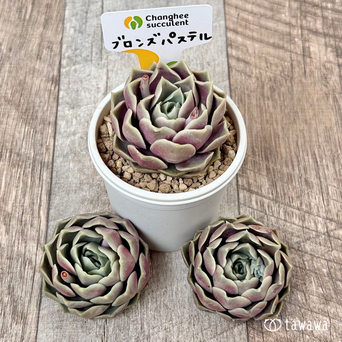 ＊新入荷＊　ブロンズパステル 【単頭苗】（チャンヒー農園苗）