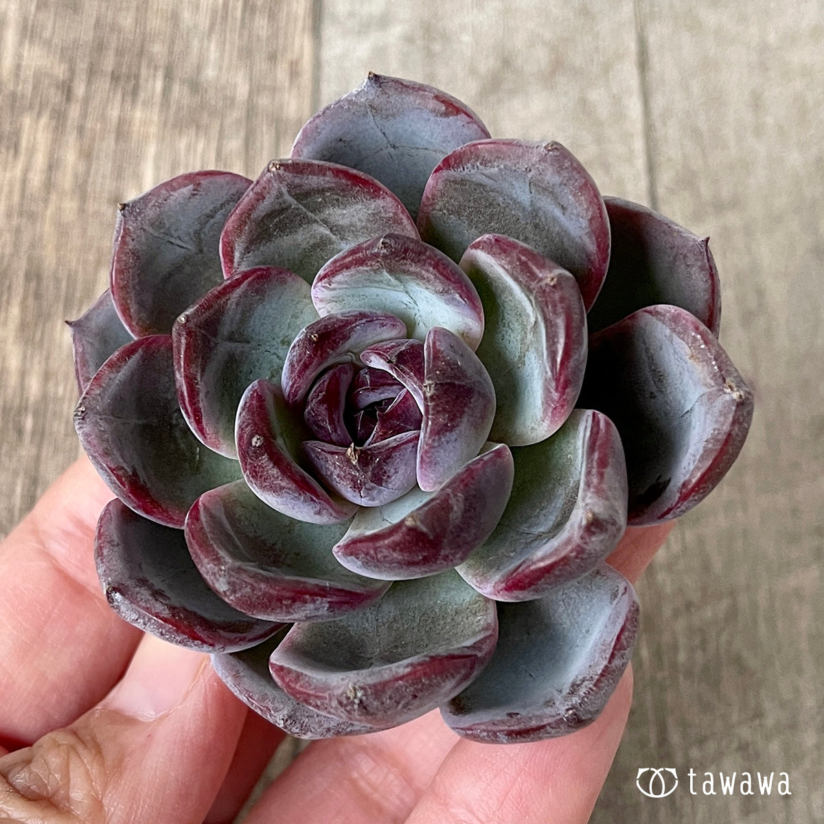 ダークオパール◎多肉植物 カット苗 韓国苗 エケベリア等 ダークオパール【中サイズ】 – 多肉植物の通販・販売サイト tawawa