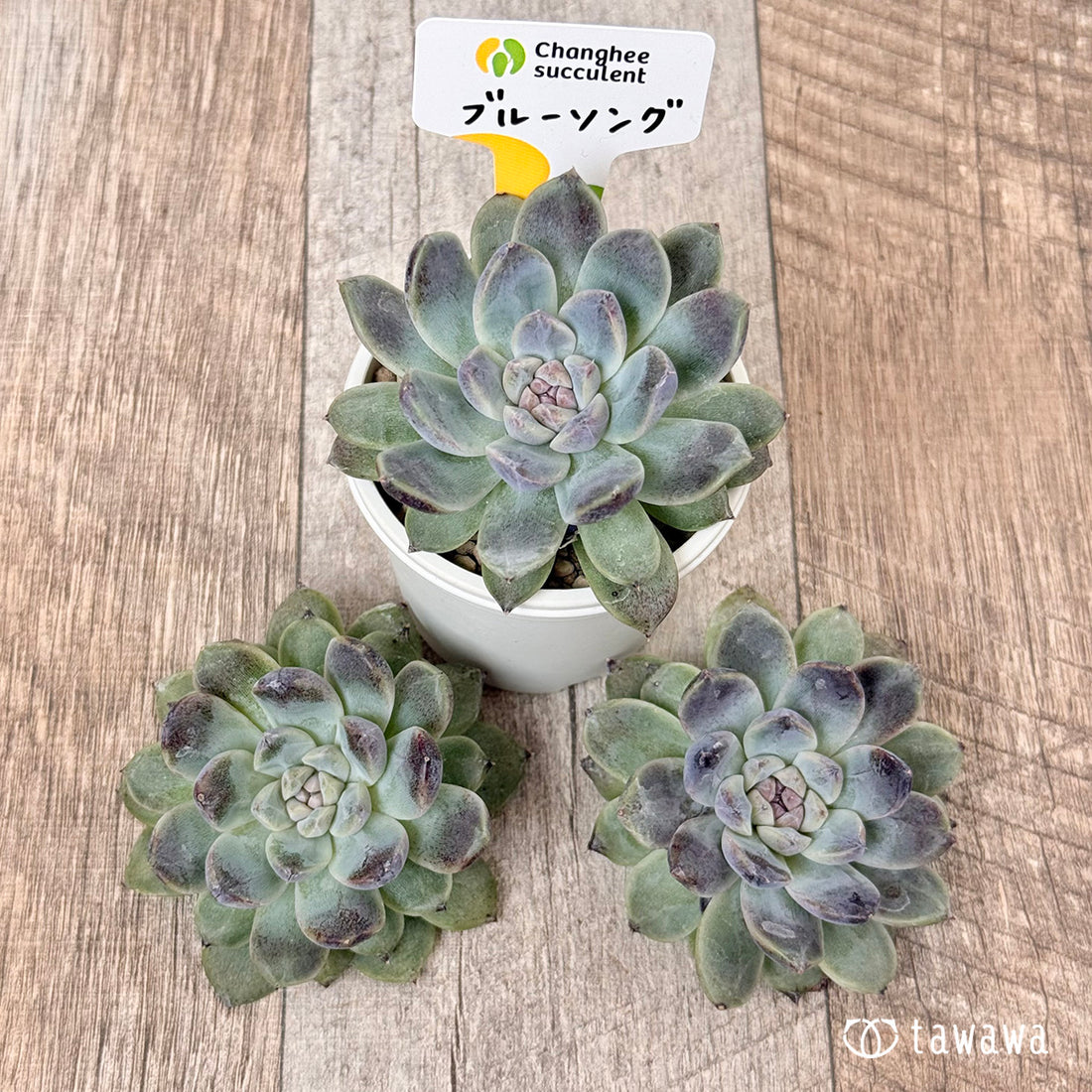 ＊新入荷＊　ブルーソング　（チャンヒー農園苗）