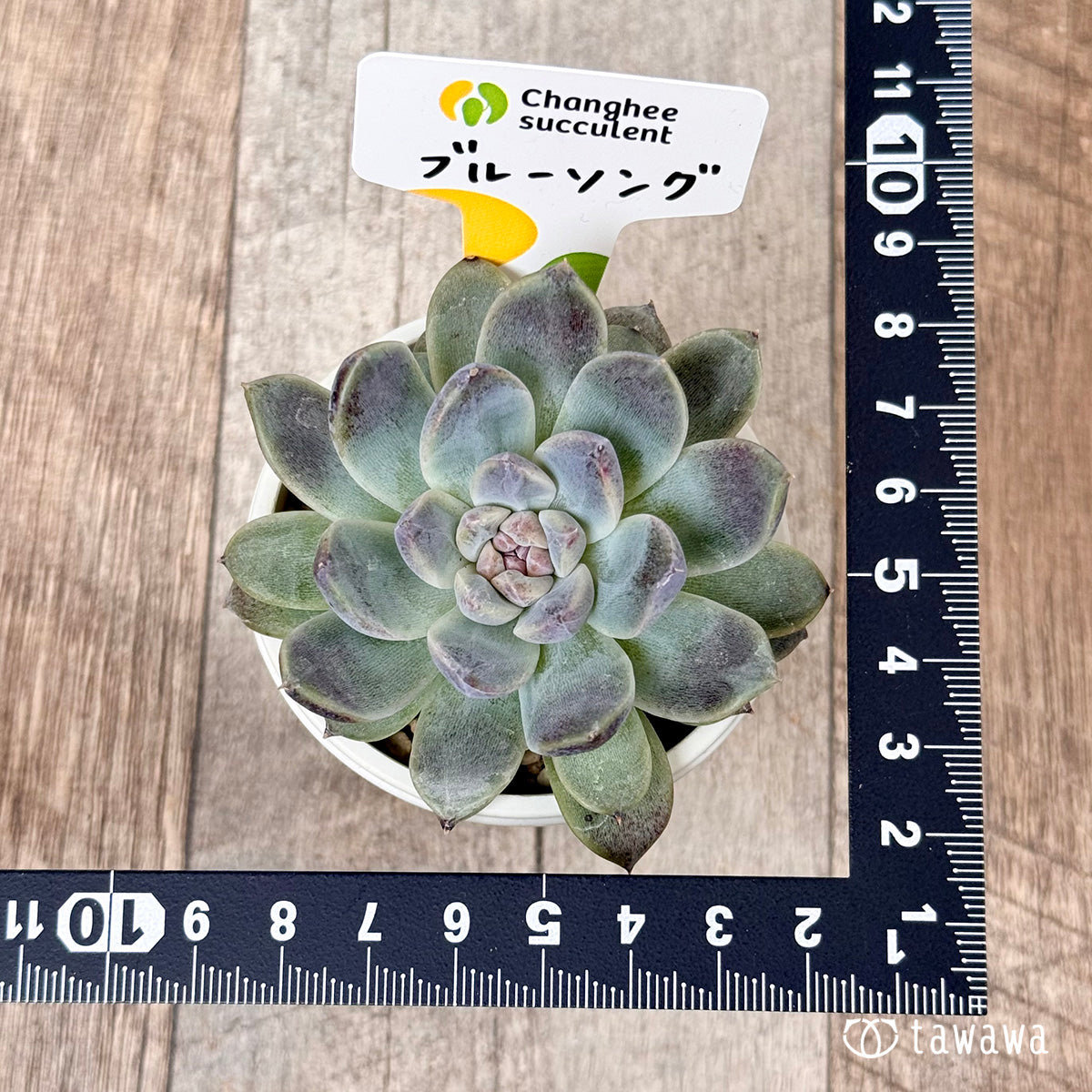 ＊新入荷＊　ブルーソング　（チャンヒー農園苗）