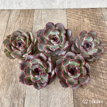 ＊新入荷＊　ダークオパール【大サイズ】