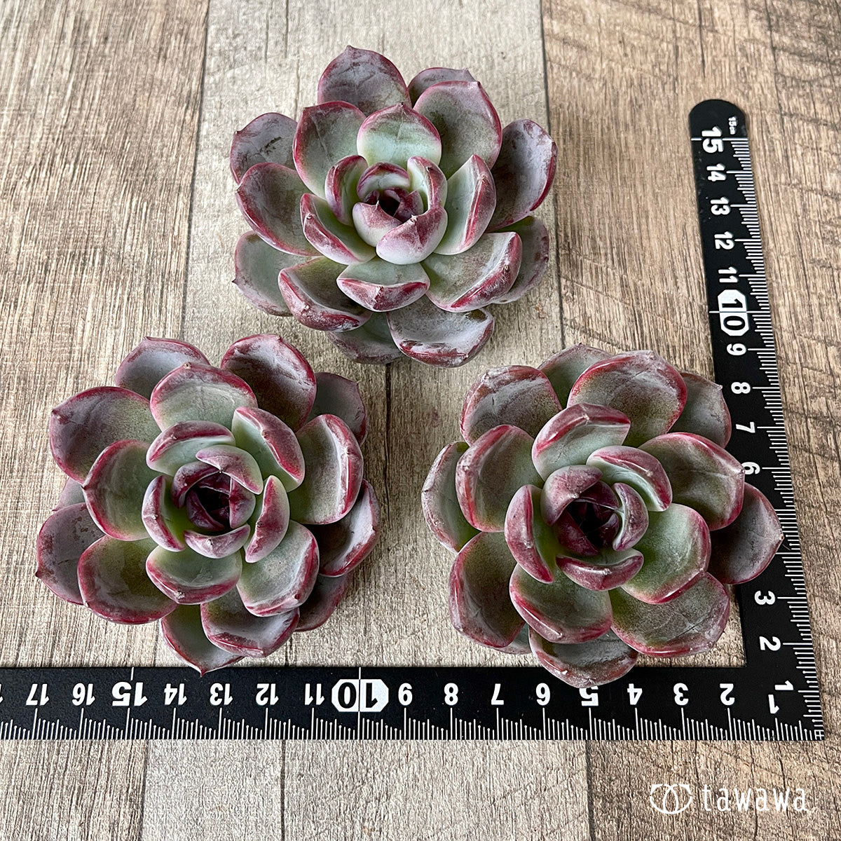 ＊新入荷＊　ダークオパール【大サイズ】