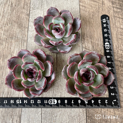 ＊新入荷＊　ダークオパール【大サイズ】