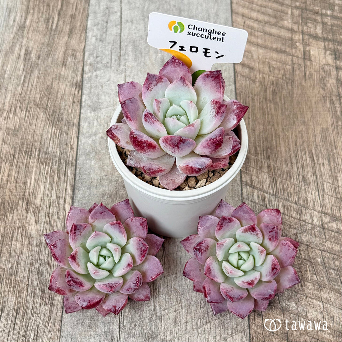 ＊新入荷＊　フェロモン（チャンヒー農園苗）