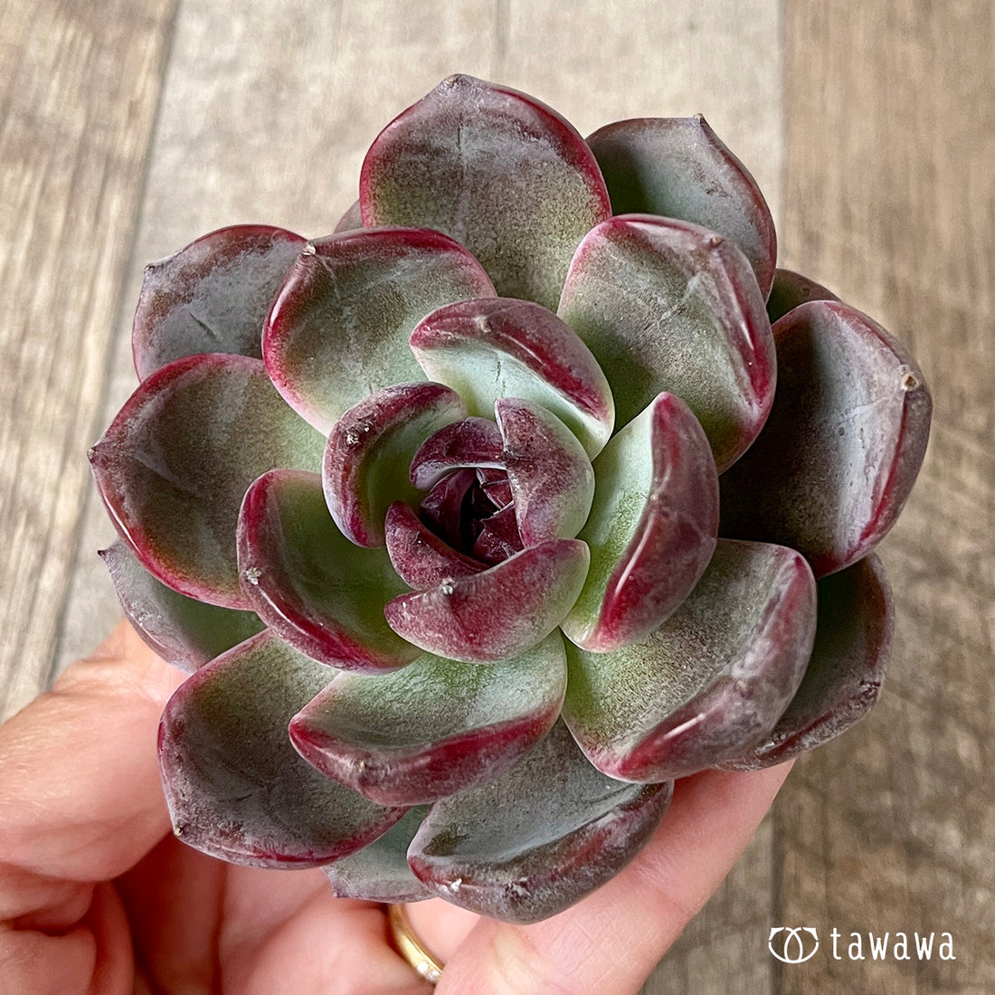 ＊新入荷＊　ダークオパール【大サイズ】