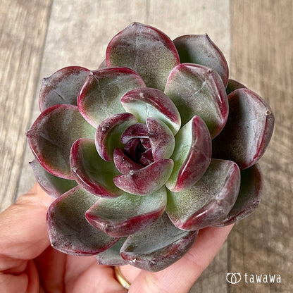 ＊新入荷＊　ダークオパール【大サイズ】