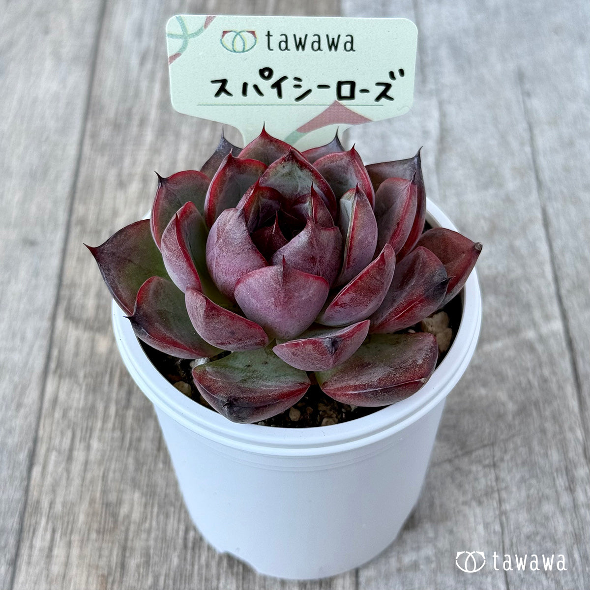 New Arrivals: Ice Green