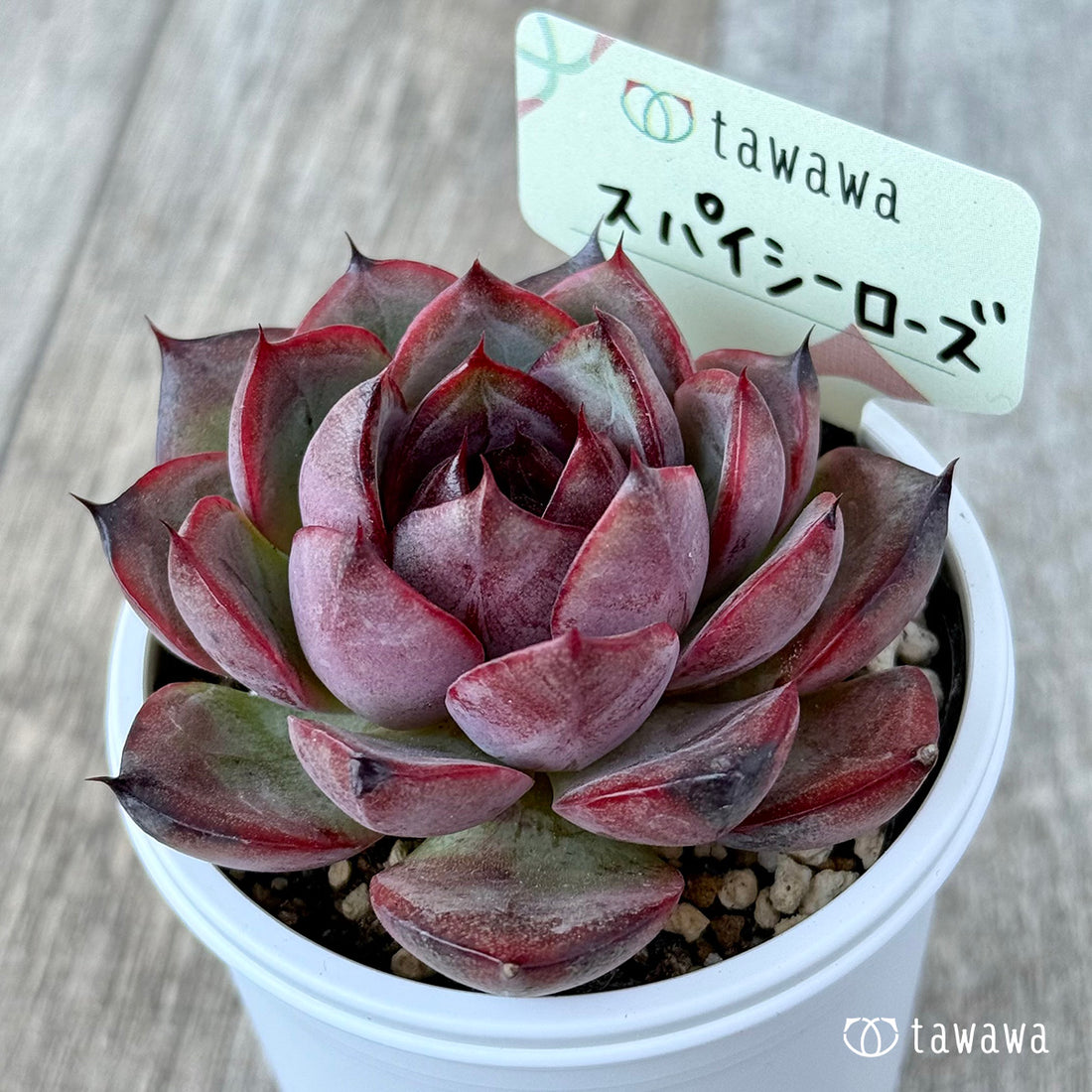 New Arrivals: Ice Green