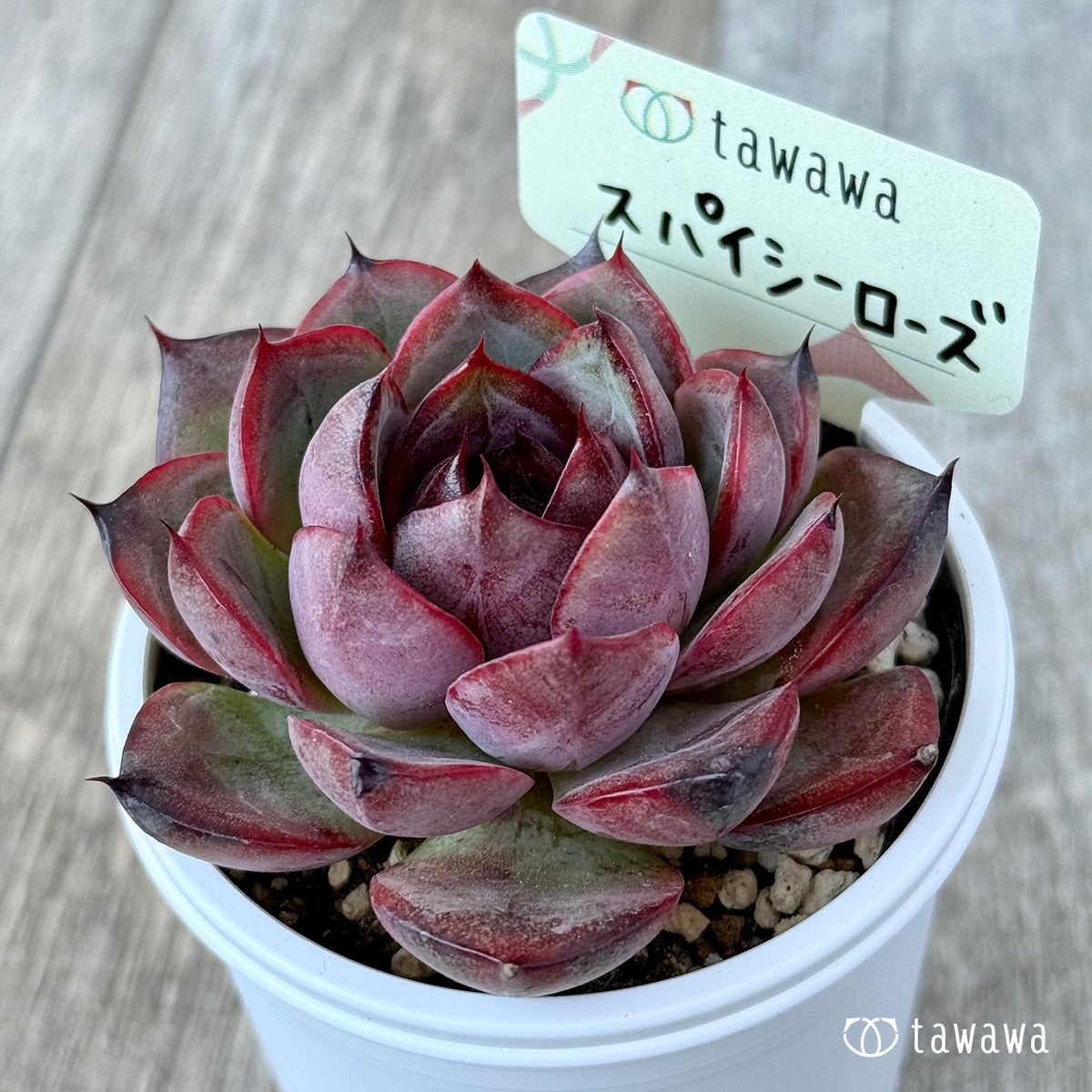 New Arrivals: Ice Green