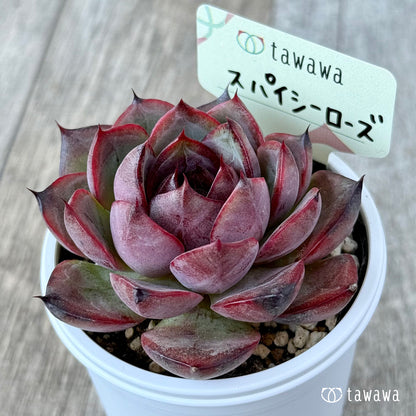 New Arrivals: Ice Green