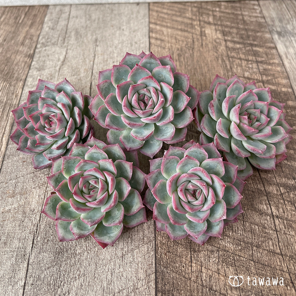 ＊新入荷＊　コットンブルー